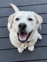 Labrador Retriever Puppies for sale in McLaren Vale, South Australia. price: $4,000