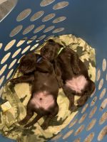 Labrador Retriever Puppies for sale in Gilbert, Arizona. price: $1,200