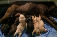 Labrador Retriever Puppies for sale in Horsham, Victoria. price: $2,000