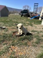 Labrador Retriever Puppies for sale in Stanley, VA 22851, USA. price: $900