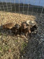 Labrador Retriever Puppies for sale in Nacogdoches, Texas. price: $50