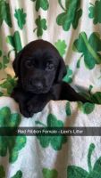 Labrador Retriever Puppies for sale in Madera Acres, California. price: $1,000