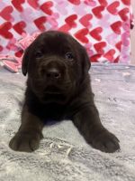 Labrador Retriever Puppies for sale in Butler, Pennsylvania. price: NA