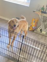 Labrador Retriever Puppies for sale in Orlando, Florida. price: $400