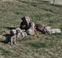 Labrador Retriever Puppies for sale in Dorris, California. price: $600