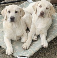 Labrador Retriever Puppies for sale in West Covina, California. price: $1,200