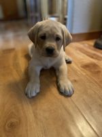 Labrador Retriever Puppies for sale in Scio, Oregon. price: $1,200