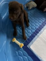 Labrador Retriever Puppies for sale in Saginaw, Michigan. price: $250