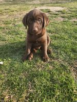 Labrador Retriever Puppies for sale in Logansport, Indiana. price: $500