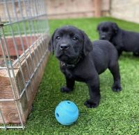 Labrador Retriever Puppies for sale in Barton, Australian Capital Territory. price: $1,300