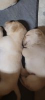 Labrador Retriever Puppies for sale in Lowell, Oregon. price: $1,000