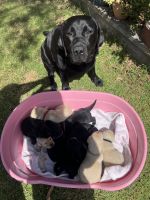 Labrador Retriever Puppies for sale in Pearcedale, Victoria. price: $1,800