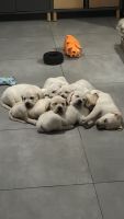 Labrador Retriever Puppies for sale in Miami, Florida. price: $1,200