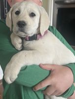 Labrador Retriever Puppies for sale in Neosho, Missouri. price: $600