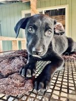 Labrador Retriever Puppies for sale in Mililani, Hawaii. price: $500