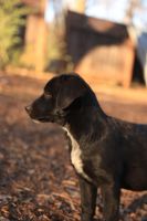 Labrador Retriever Puppies for sale in Weimar, California. price: $50