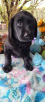 Labrador Retriever Puppies for sale in Floral City, FL 34436, USA. price: $90,000