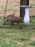 Labrador Retriever Puppies for sale in Sherman, Texas. price: $500