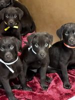 Labrador Retriever Puppies for sale in Simi Valley, California. price: $1,500