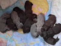 Labrador Retriever Puppies for sale in Marinette, WI 54143, USA. price: $600