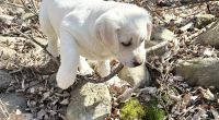 Labrador Retriever Puppies for sale in Ashburnham, MA, USA. price: $1,800