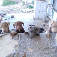 Labrador Retriever Puppies for sale in Phelan, California. price: $120