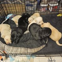 Labrador Retriever Puppies for sale in Everett, Pennsylvania. price: $50,000