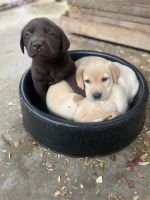 Labrador Retriever Puppies for sale in Greenwood, South Carolina. price: $600