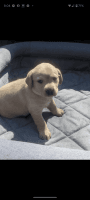 Labrador Retriever Puppies for sale in Chattanooga, Tennessee. price: $800