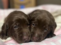 Labrador Retriever Puppies for sale in Homestead, Florida. price: $1,000