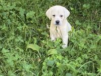 Labrador Retriever Puppies for sale in Minneapolis, Minnesota. price: $500