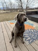 Labrador Retriever Puppies for sale in Bozeman, Montana. price: $400