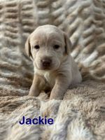 Labrador Retriever Puppies for sale in Waynesboro, VA 22980, USA. price: $1,600
