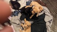Labrador Retriever Puppies for sale in Meridian, Idaho. price: $4,000