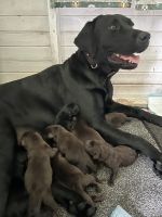 Labrador Retriever Puppies for sale in Tamworth, New South Wales. price: $1,200