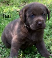 Labrador Retriever Puppies for sale in Huntington, TX 75949, USA. price: $650
