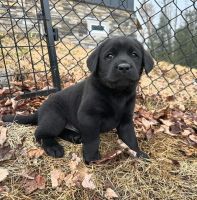 Labrador Retriever Puppies for sale in Cleveland, Ohio. price: $200