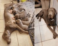 Labrador Retriever Puppies for sale in Tucson, Arizona. price: $350