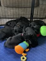 Labrador Retriever Puppies for sale in Bellingham, Washington. price: NA