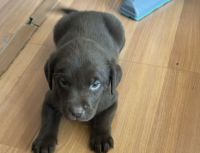 Labrador Retriever Puppies for sale in Parker, Colorado. price: $1,500