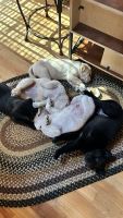 Labrador Retriever Puppies for sale in Newland, North Carolina. price: $450