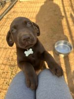 Labrador Retriever Puppies for sale in Oroville, CA, USA. price: $5,000