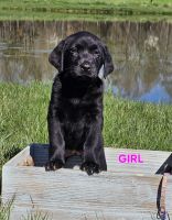 Labrador Retriever Puppies for sale in Gibsonville, North Carolina. price: NA