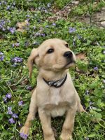 Labrador Retriever Puppies for sale in Benton, Arkansas. price: $600