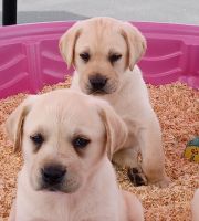 Labrador Retriever Puppies for sale in Queen Creek, AZ 85140, USA. price: $2,500