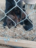 Labrador Retriever Puppies for sale in Shelby, North Carolina. price: $500