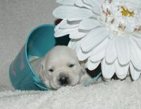 Labrador Retriever Puppies for sale in Denver, Colorado. price: $1,475
