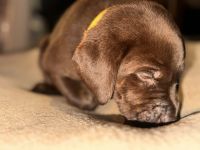 Labrador Retriever Puppies for sale in Quincy, Washington. price: $850