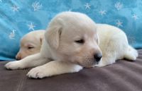 Labrador Retriever Puppies for sale in Palm Coast, Florida. price: $1,500