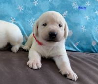 Labrador Retriever Puppies for sale in Palm Coast, Florida. price: $1,500